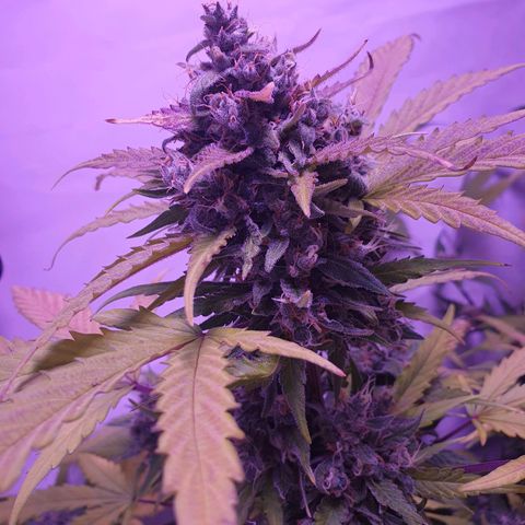Watermelon Candy growlog timeline photo