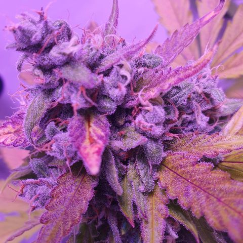 Watermelon Candy growlog timeline photo