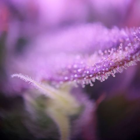 Watermelon Candy growlog timeline photo