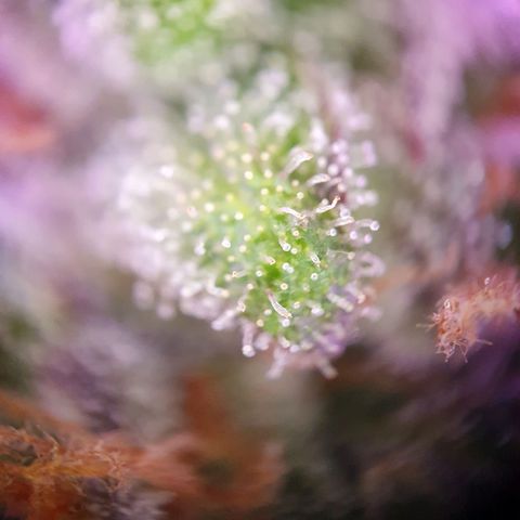 Watermelon Candy growlog timeline photo