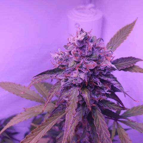 Blueberry Auto growlog timeline photo