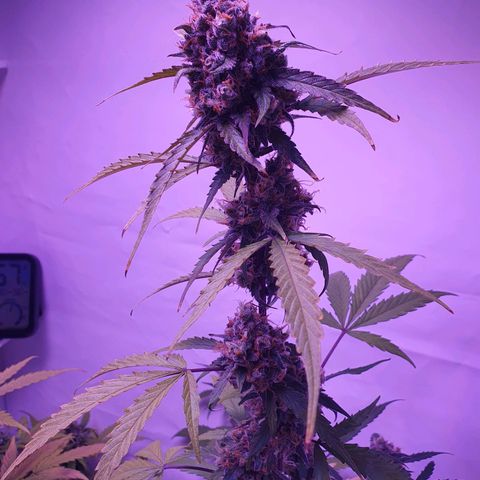 Blueberry Auto growlog timeline photo