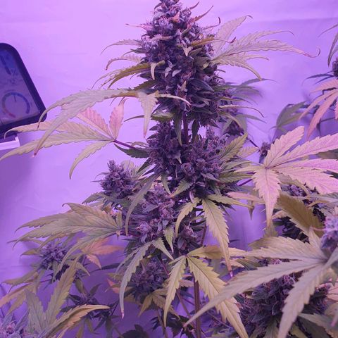 Watermelon Candy growlog timeline photo