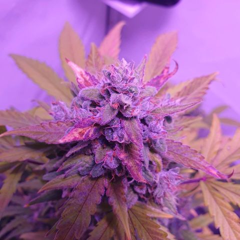 Watermelon Candy growlog timeline photo