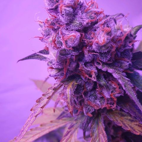 Blueberry Auto growlog timeline photo