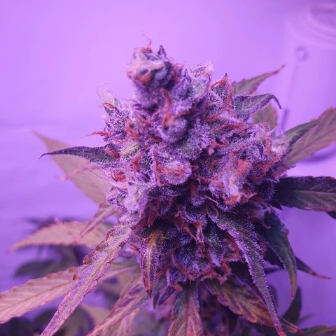 Blueberry Auto growlog timeline photo