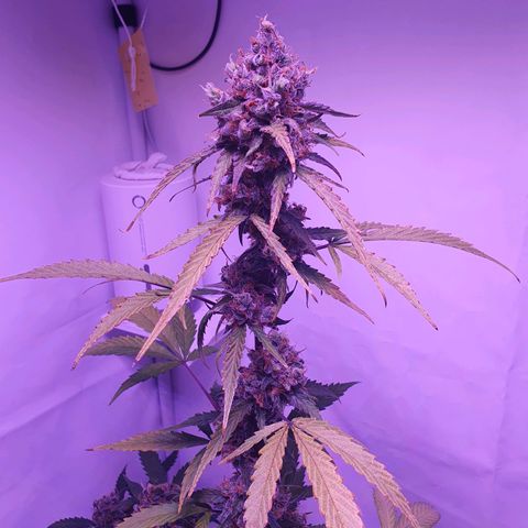Blueberry Auto growlog timeline photo