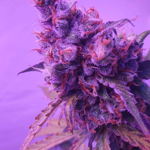 Blueberry Auto growlog timeline photo