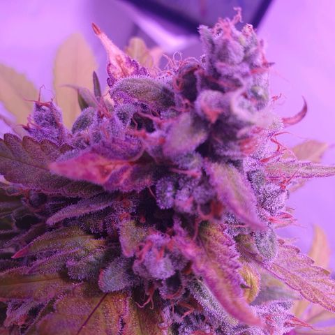 Watermelon Candy growlog timeline photo