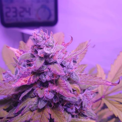 Watermelon Candy growlog timeline photo