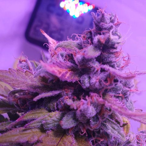 Watermelon Candy growlog timeline photo