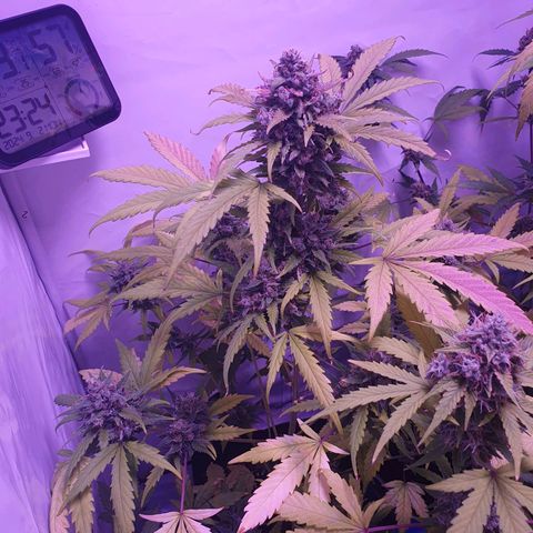 Watermelon Candy growlog timeline photo