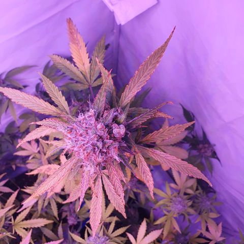 Blueberry Auto growlog timeline photo
