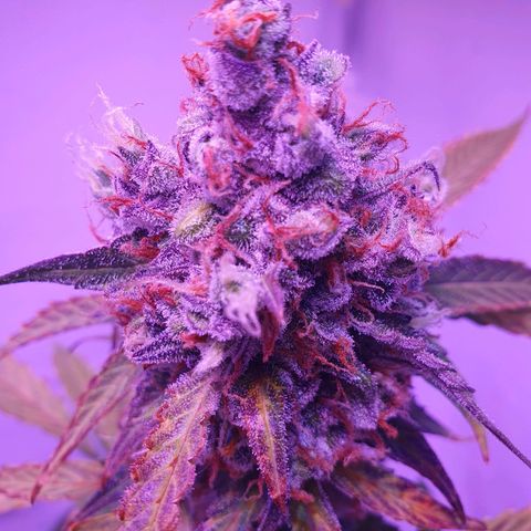 Blueberry Auto growlog timeline photo