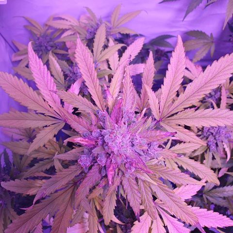 Watermelon Candy growlog timeline photo