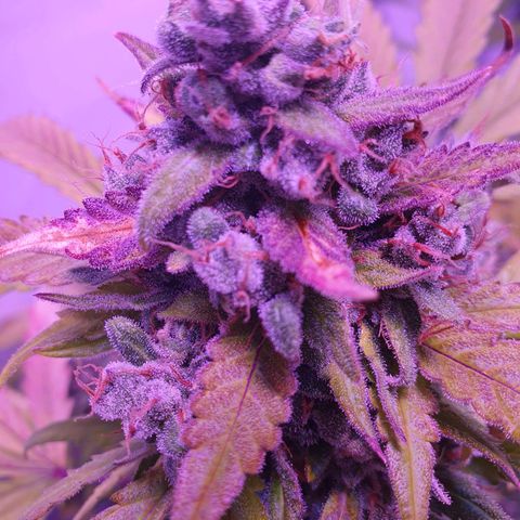 Watermelon Candy growlog timeline photo