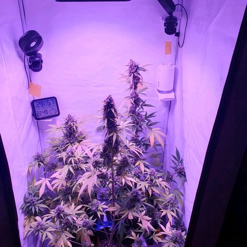 Blueberry Auto growlog timeline photo
