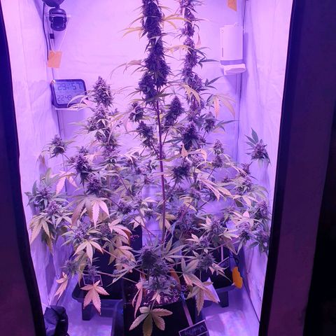Blueberry Auto growlog timeline photo