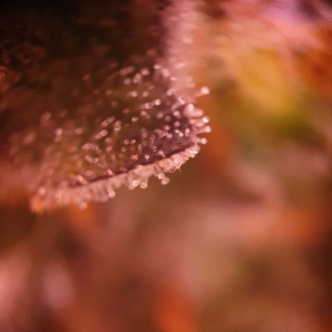 Blueberry Auto growlog timeline photo