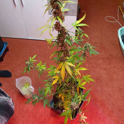 Blueberry Auto growlog timeline photo