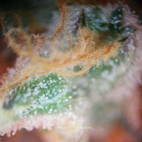 Blueberry Auto growlog timeline photo