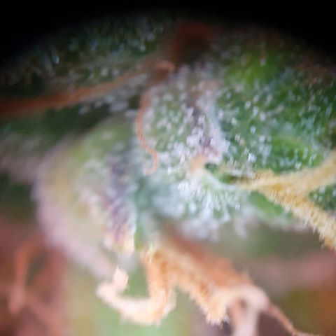 Watermelon Candy growlog timeline photo