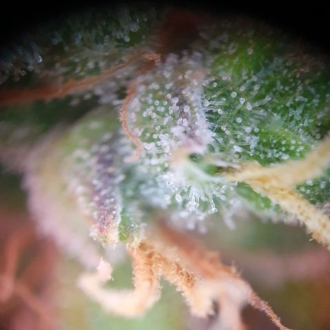 Watermelon Candy growlog timeline photo