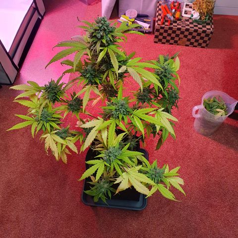 Watermelon Candy growlog timeline photo