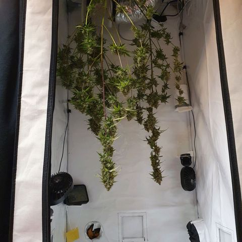 Blueberry Auto growlog timeline photo