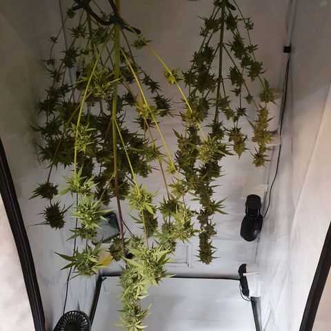Blueberry Auto growlog timeline photo