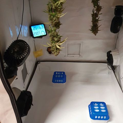 Blueberry Auto growlog timeline photo