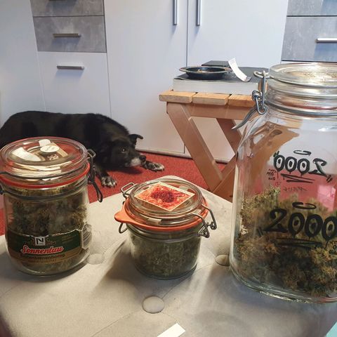 Blueberry Auto growlog photo: Watermelon = Mitte 
Wedding cake = links 
Blueberry  = Rechts