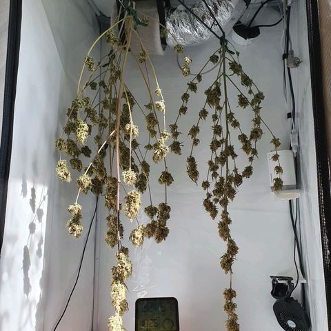 Blueberry Auto growlog timeline photo