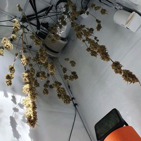 Blueberry Auto growlog timeline photo