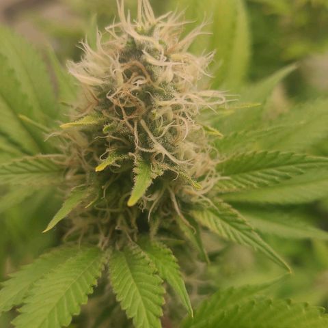 Purple Punch growlog timeline photo