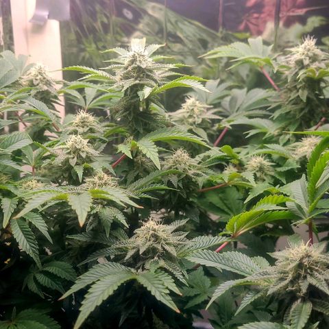 Purple Punch growlog timeline photo