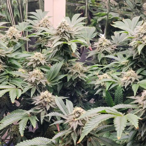 Purple Punch growlog timeline photo
