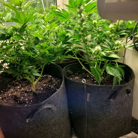 Purple Punch growlog timeline photo