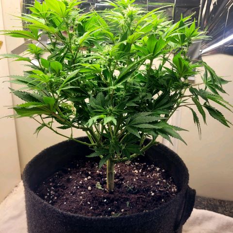 Purple Punch growlog timeline photo