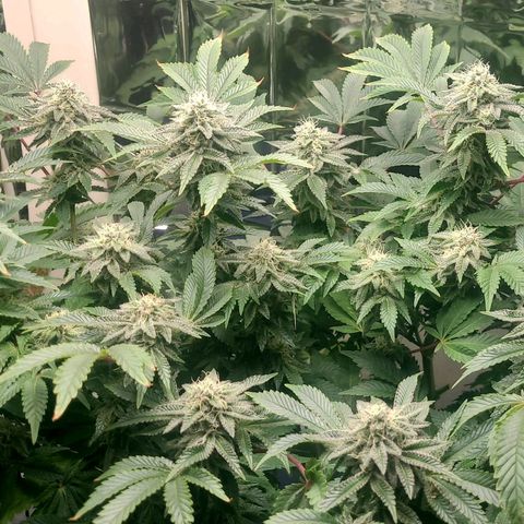 Purple Punch growlog timeline photo