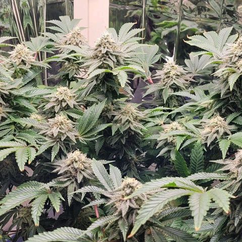 Purple Punch growlog timeline photo