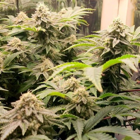 Purple Punch growlog timeline photo