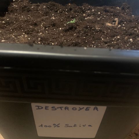 Destroyer  #1 growlog timeline photo