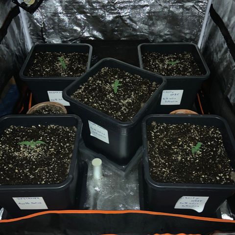 Destroyer  #1 growlog timeline photo