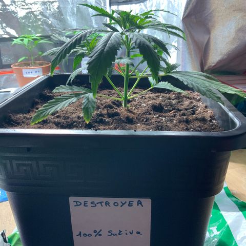 Destroyer  #1 growlog timeline photo