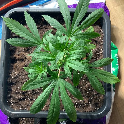 Destroyer  #1 growlog timeline photo