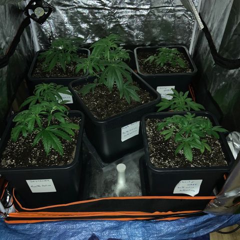 Destroyer  #1 growlog timeline photo
