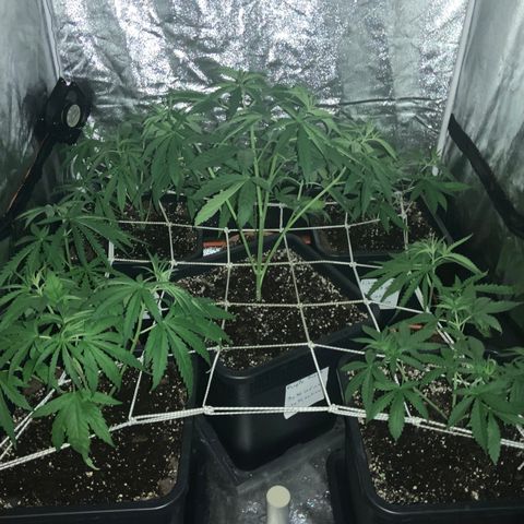Destroyer  #1 growlog timeline photo