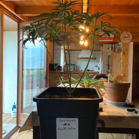 Destroyer  #1 growlog timeline photo