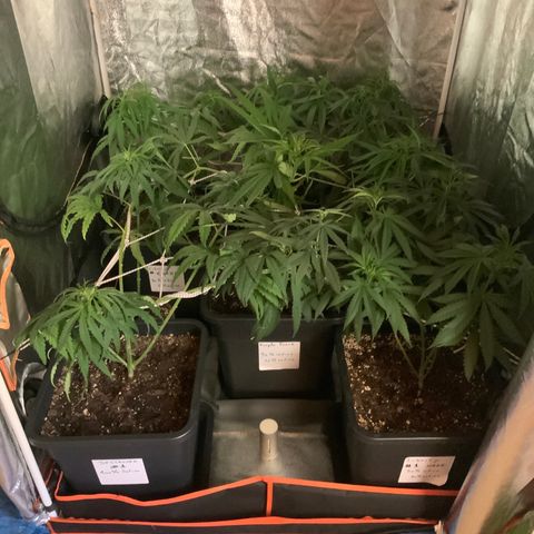 Destroyer  #1 growlog timeline photo